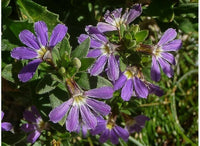Fan Flower Aussie Salute Blue (Scaevola aemula) - Ladybird Nursery