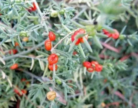 Flax Lily (Dianella Silverado)