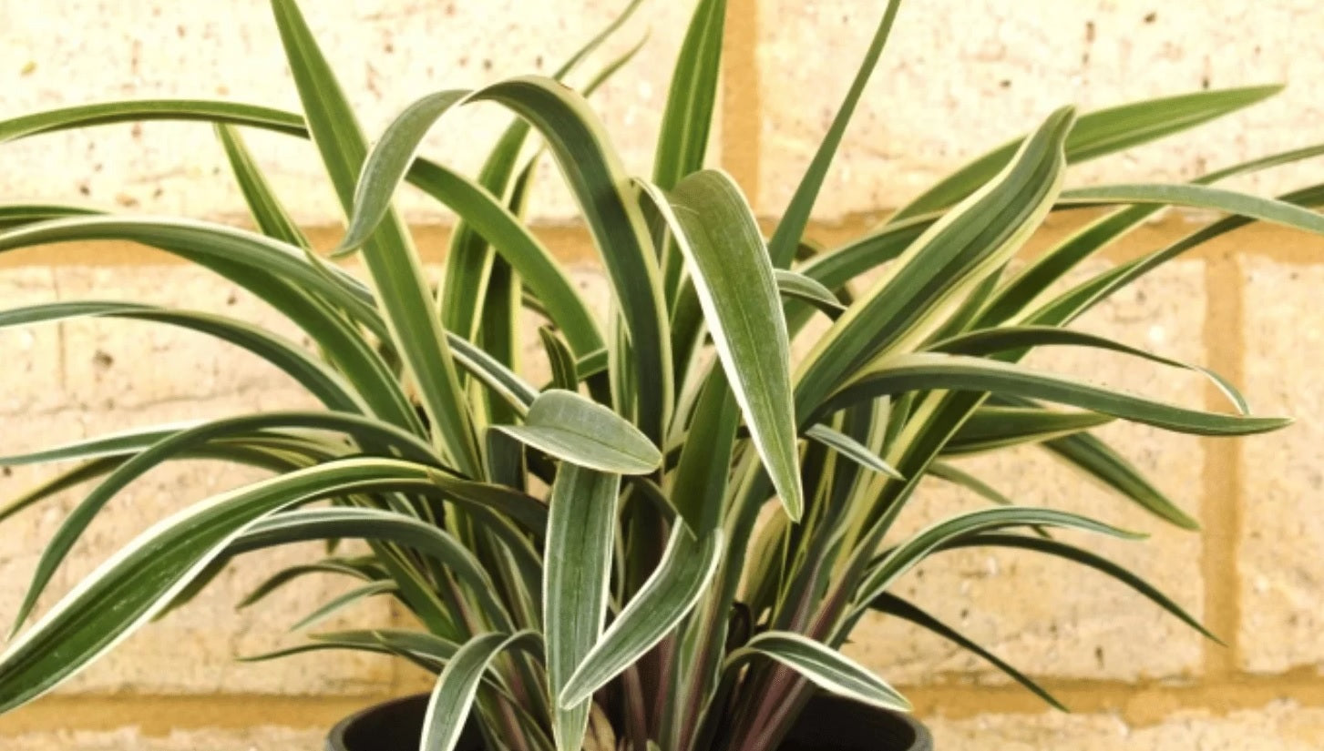 Flax Lily (Dianella Streetscape™)