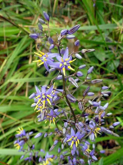 Flax Lily Goddess (Dianella caerulea) - Ladybird Nursery
