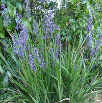 Flax Lily Seaspray (Dianella revoluta)