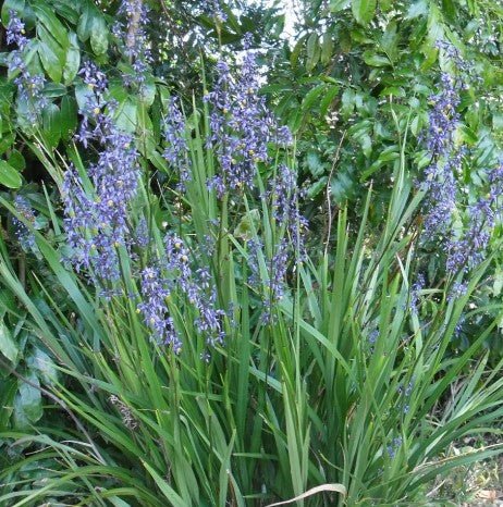 Flax Lily Seaspray (Dianella revoluta) - Ladybird Nursery