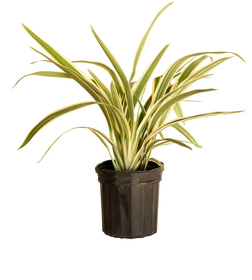 Flax Lily STREAK™ (Dianella SILVER)