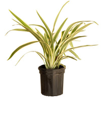 Flax Lily STREAK™ (Dianella SILVER)