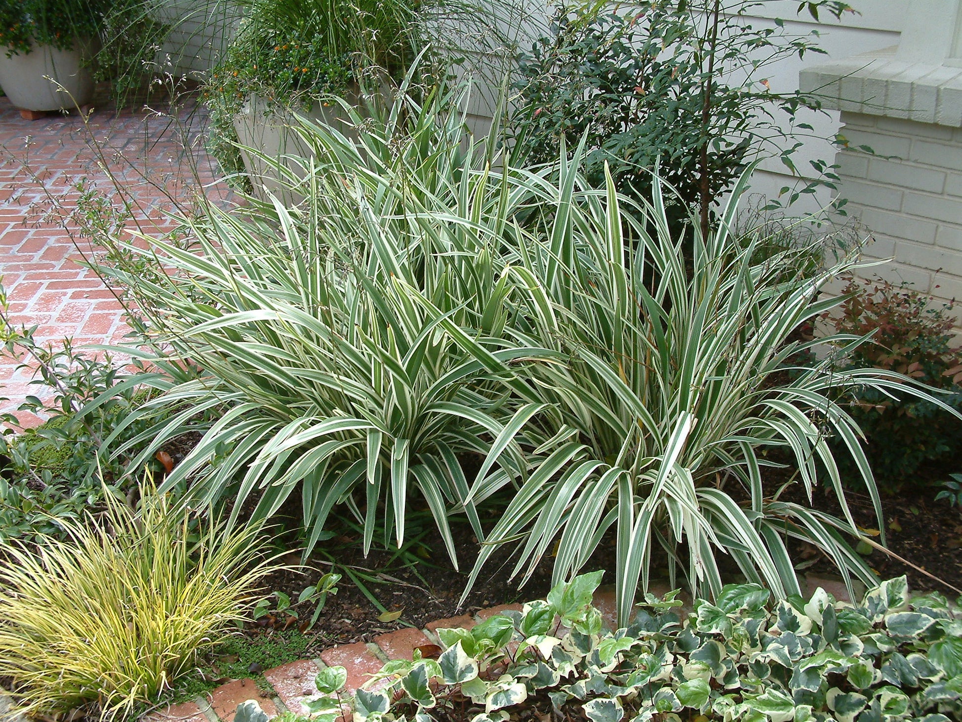 Flax Lily STREAK™ Tissue Culture (Dianella SILVER)