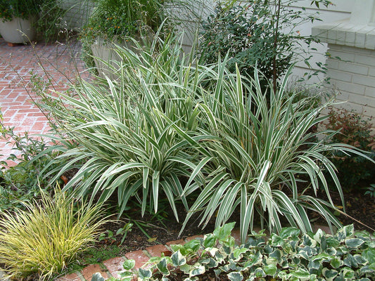 Flax Lily STREAK™ Tissue Culture (Dianella SILVER)