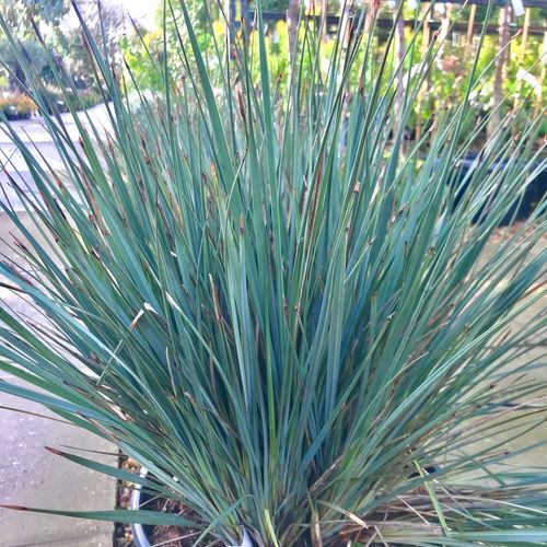 Flax Lily Stream™ (Dianella Blue) - Ladybird Nursery