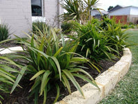 Flax Lily TASRED ® (Dianella tasmanica) - Ladybird Nursery