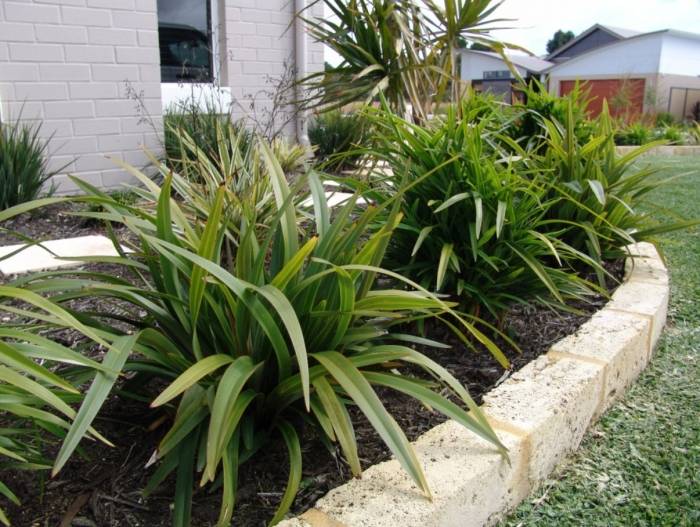 Flax Lily TASRED ® (Dianella tasmanica) - Ladybird Nursery