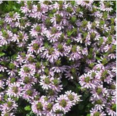 Fan Flower Aussie Salute Pink (Scaevola aemula)