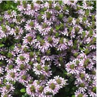 Fan Flower Aussie Salute Pink (Scaevola aemula) - Ladybird Nursery