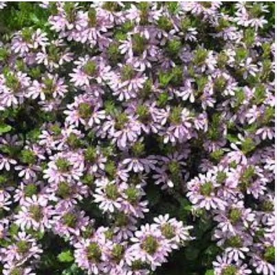 Fan Flower Aussie Salute Pink (Scaevola aemula) - Ladybird Nursery