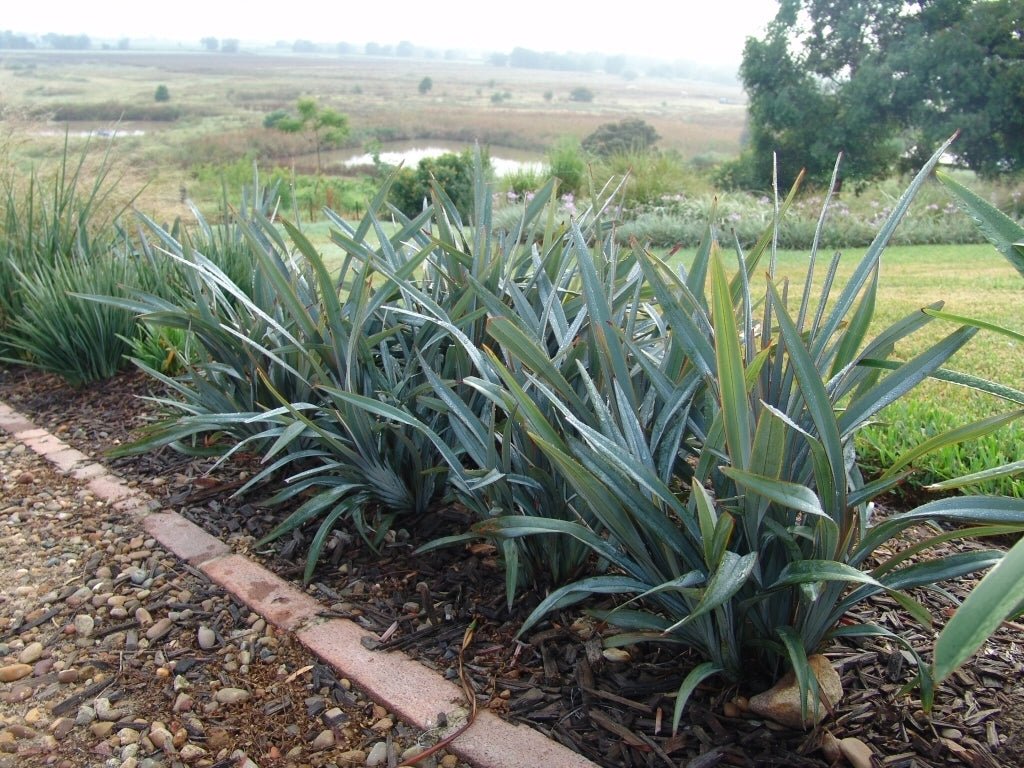 Flax Lily UTOPIA ® (Dianella prunina) - Ladybird Nursery