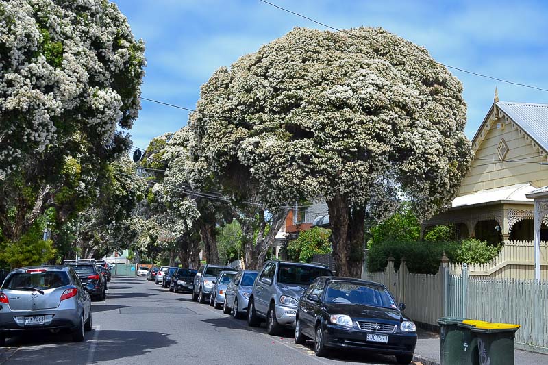 Flax-leaved Paperbark Little Red (Melaleuca linariifolia)