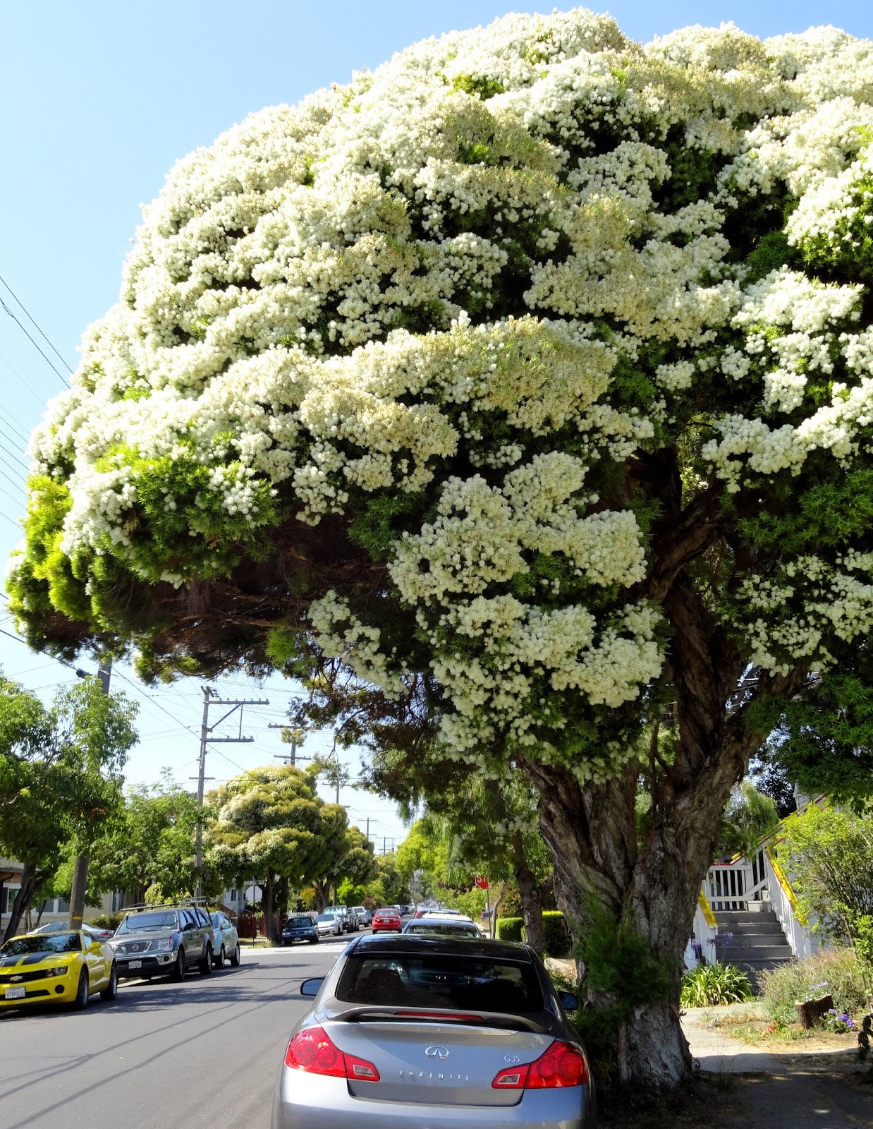 Flax-leaved Paperbark Snow in Summer (Melaleuca linariifolia)