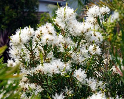 Flax-leaved Paperbark Snowfire (Melaleuca linariifolia)