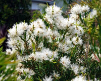 Flax-leaved Paperbark Snowfire (Melaleuca linariifolia)