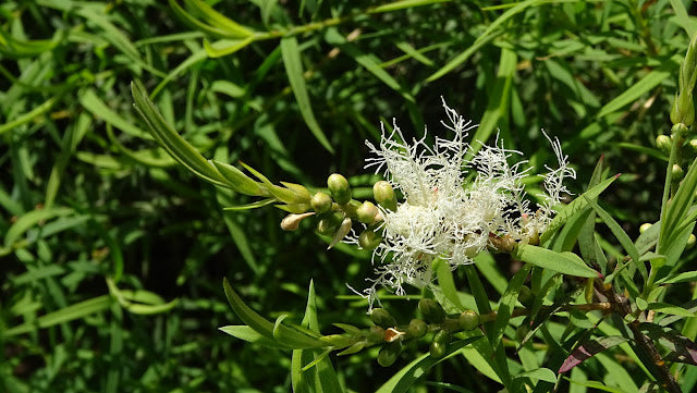 Flax-leaved Paperbark Snowstorm (Melaleuca linariifolia)