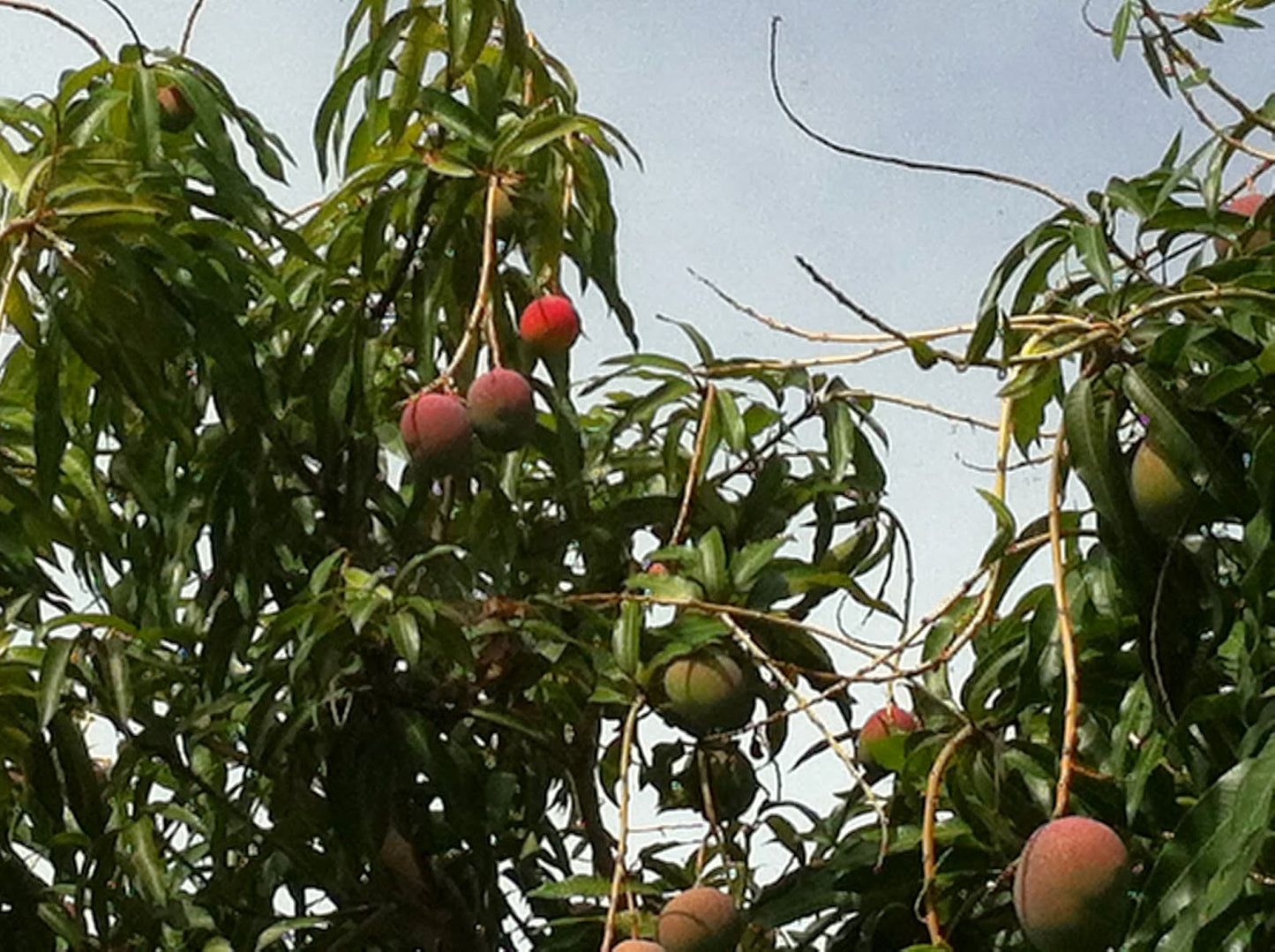 Florigon Mango Tree