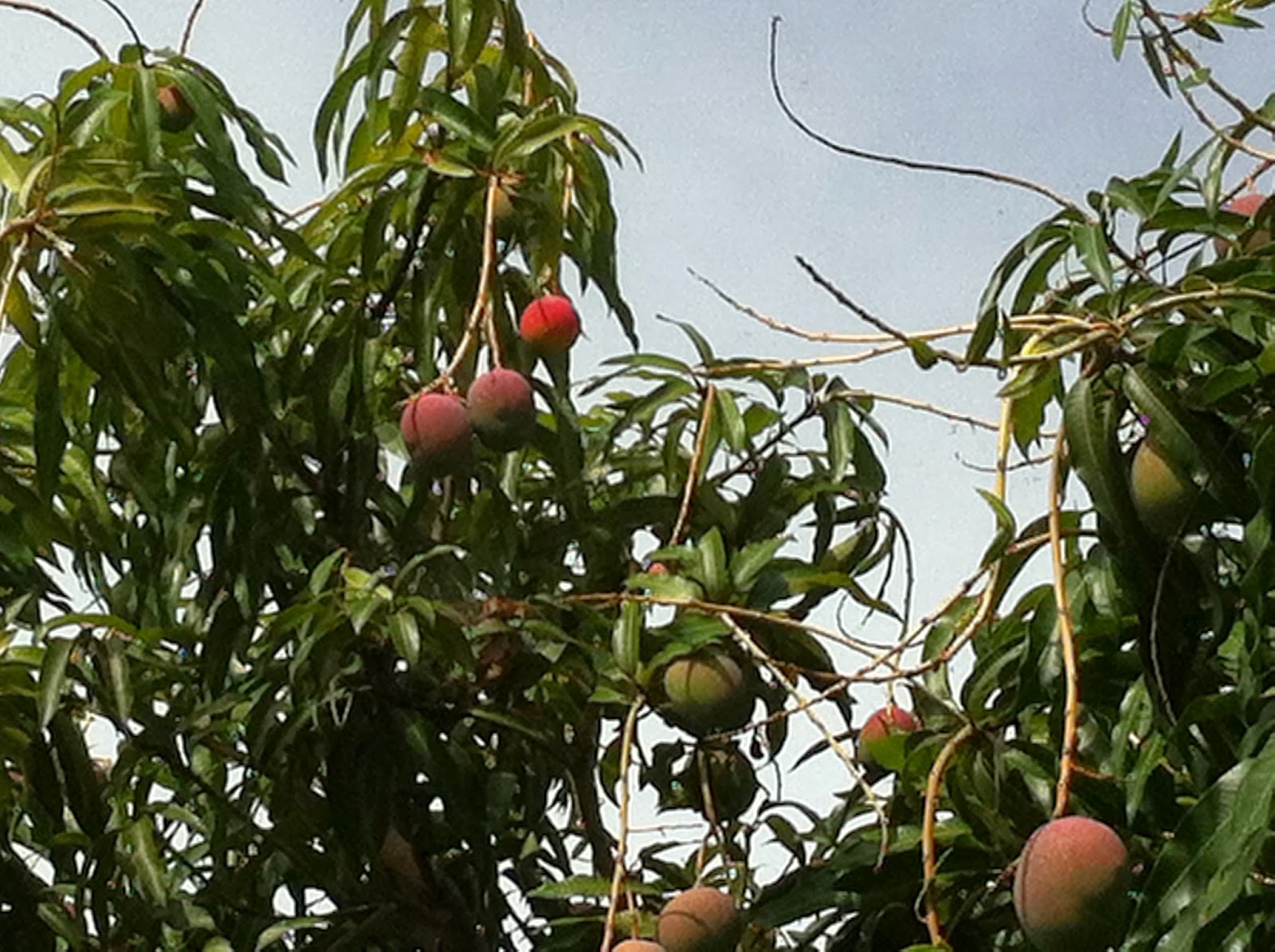 Florigon Mango Tree