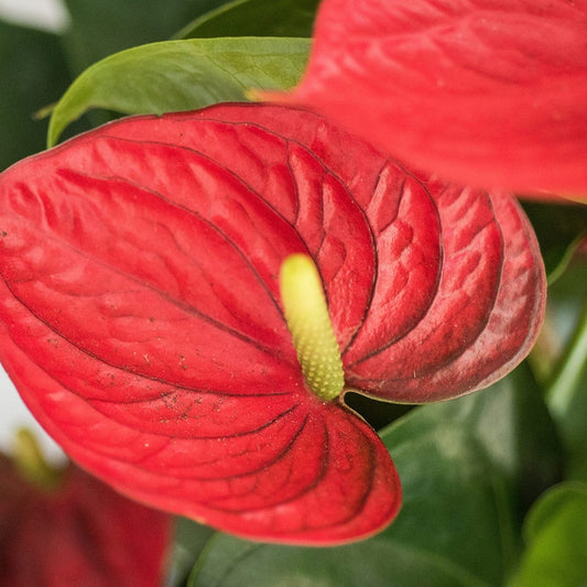 Anthurium Prince of Red - Ladybird Nursery