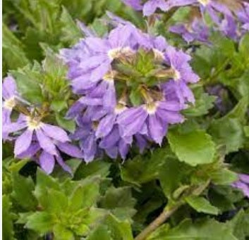 Fan Flower Bondi™ Blue (Scaevola)