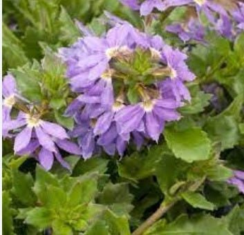 Fan Flower Bondi™ Blue (Scaevola) - Ladybird Nursery