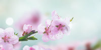 Flowering Cherry Amanogowa Erecta (Prunus) - Ladybird Nursery