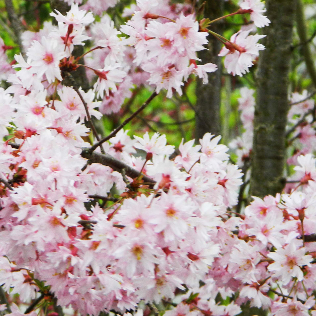 Flowering Cherry Fukubana (Prunus subhirtella) - Ladybird Nursery