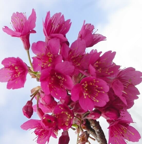 Flowering Cherry J H Veitch (Prunus cerasus)