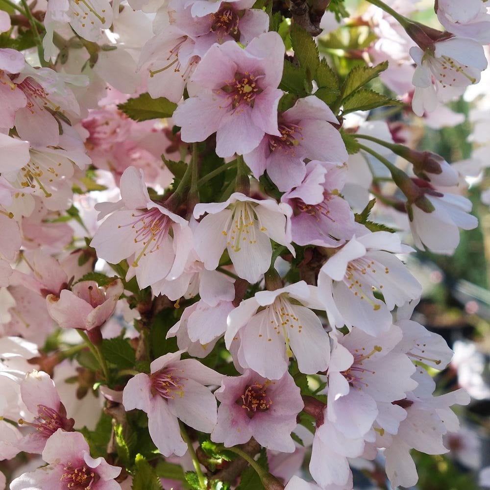 Flowering Cherry Kojo No Mai (Prunus incisa) - Ladybird Nursery