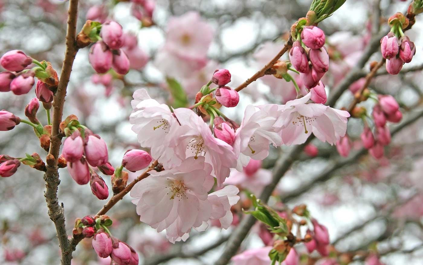 Flowering Cherry Ojochin (Prunus serrulata)