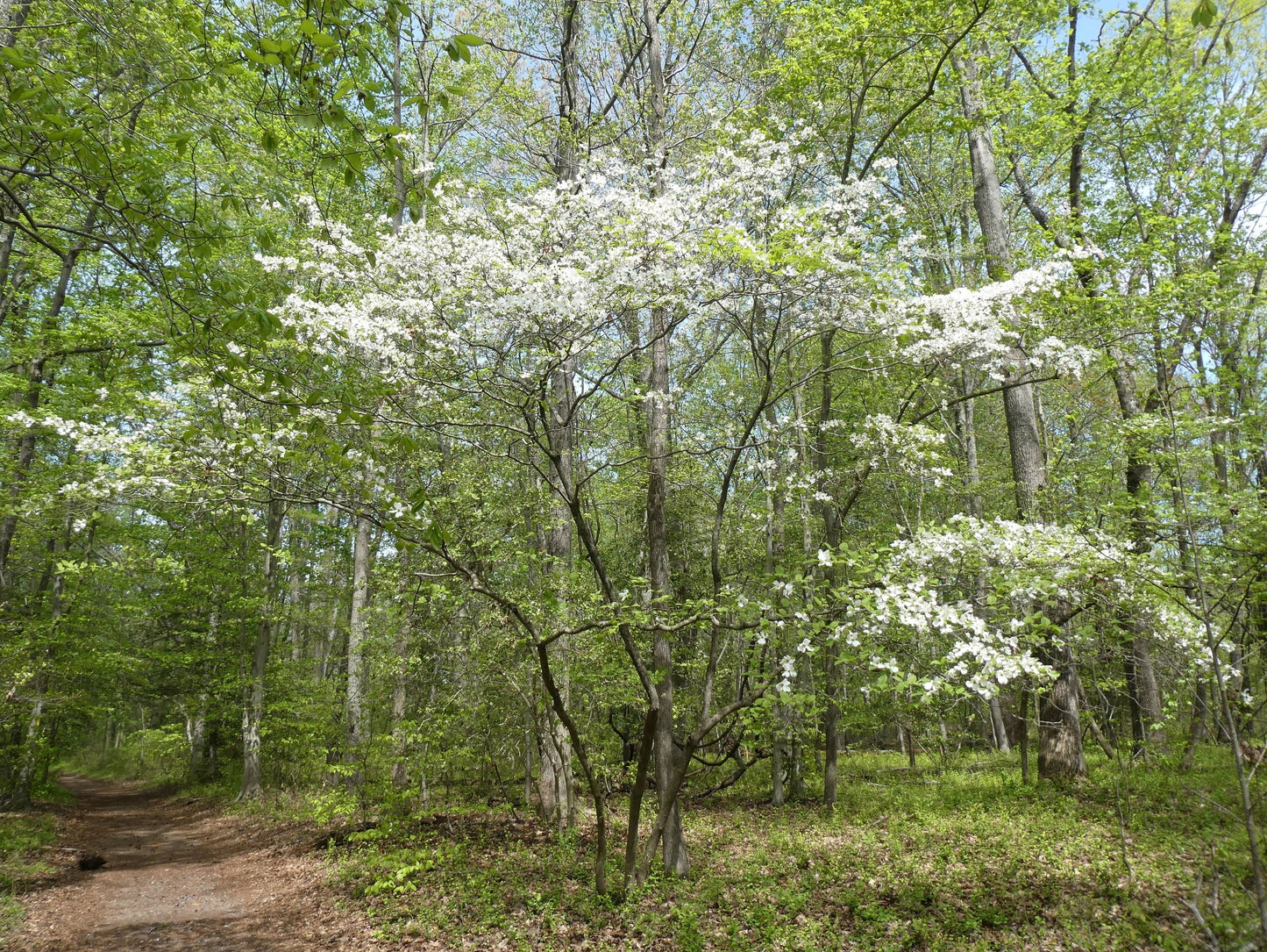 Flowering Dogwood (Cornus florida)