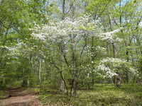 Flowering Dogwood (Cornus florida) - Ladybird Nursery