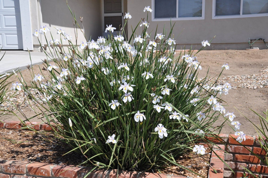 Fortnight Lily (Dietes iridioides) - Ladybird Nursery