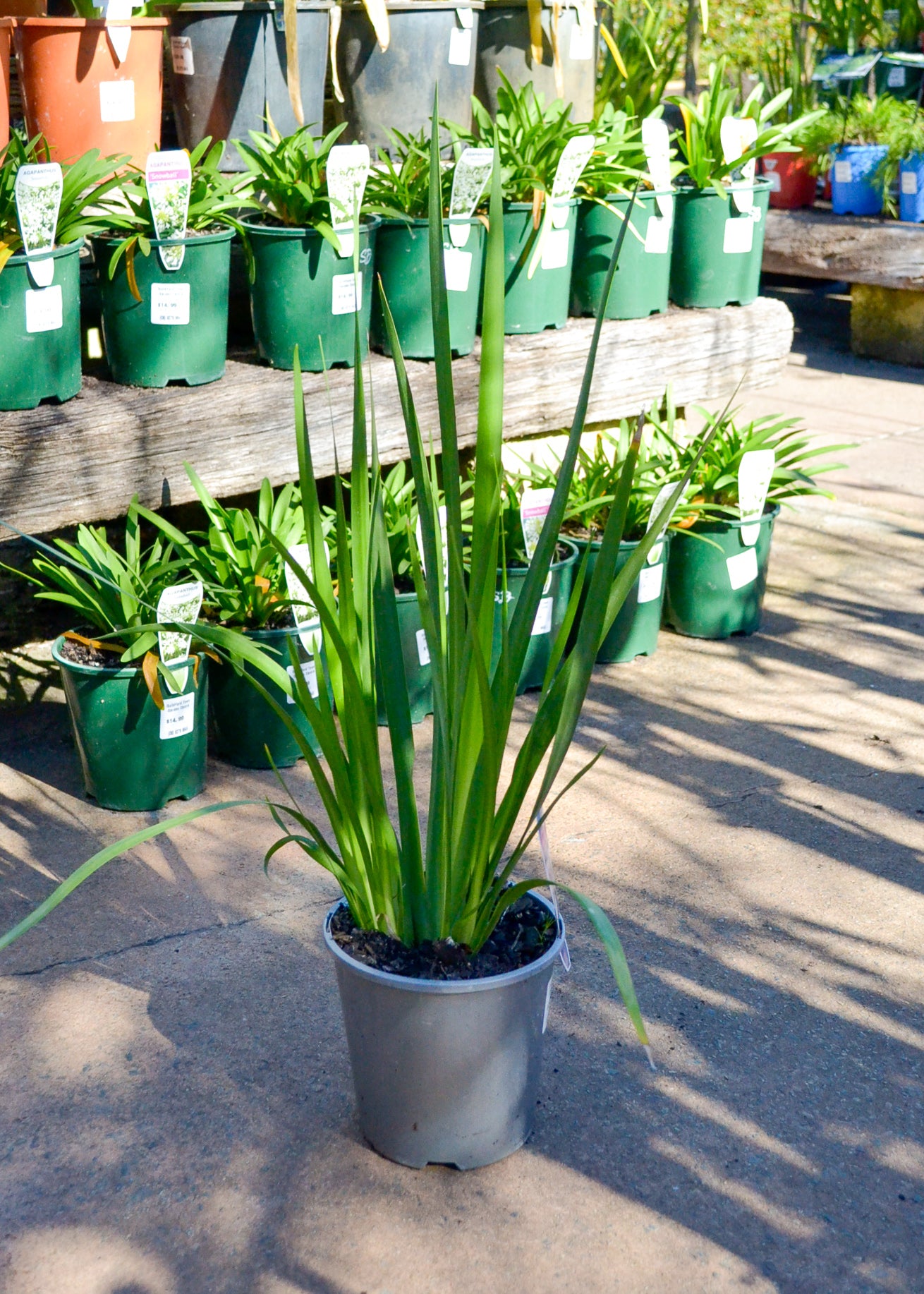Fortnight Lily Tiny Dancer (Dietes iridioides)