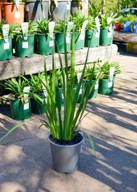 Fortnight Lily Tiny Dancer (Dietes iridioides) - Ladybird Nursery