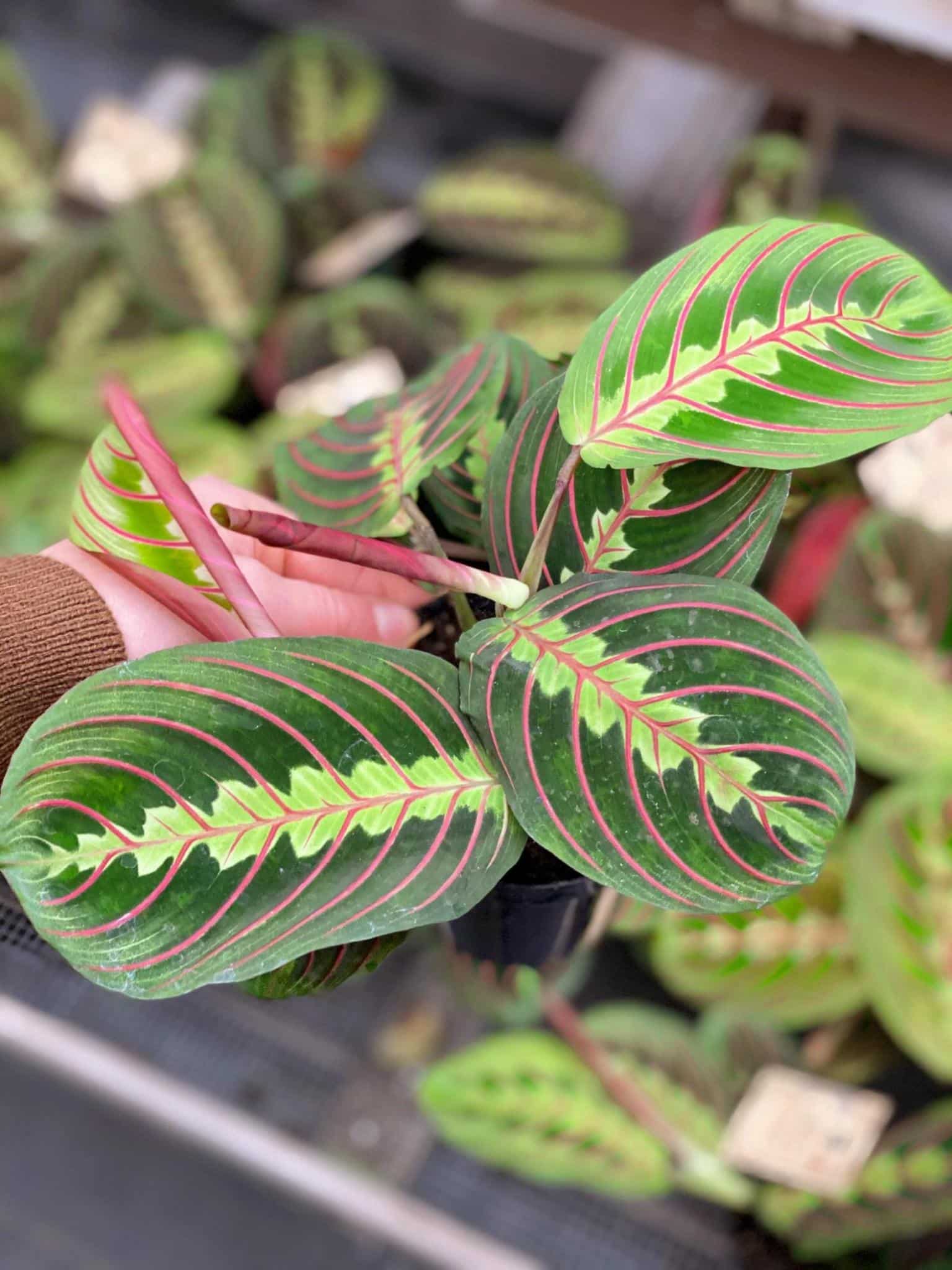 prayer plant australia Prayer Plant (Maranta leuconeura) – Buy Now! – Ladybird Nursery