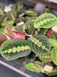 Prayer Plant (Maranta leuconeura) - Ladybird Nursery