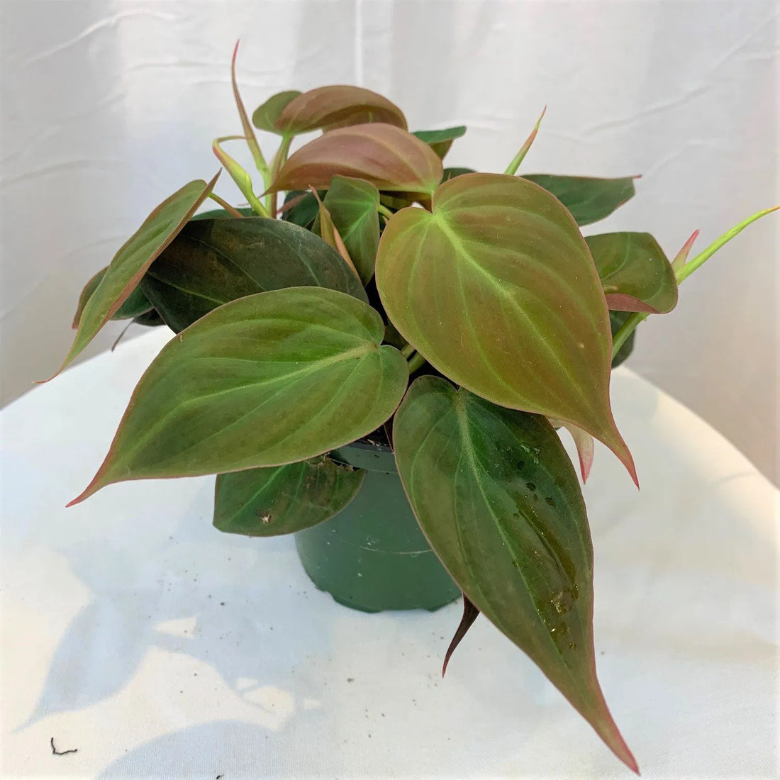 Philodendron (Philodendron micans) - Ladybird Nursery