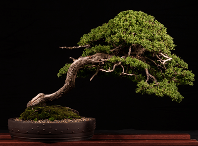 Flaky Juniper prostrata Bonsai (Juniperus squamata)