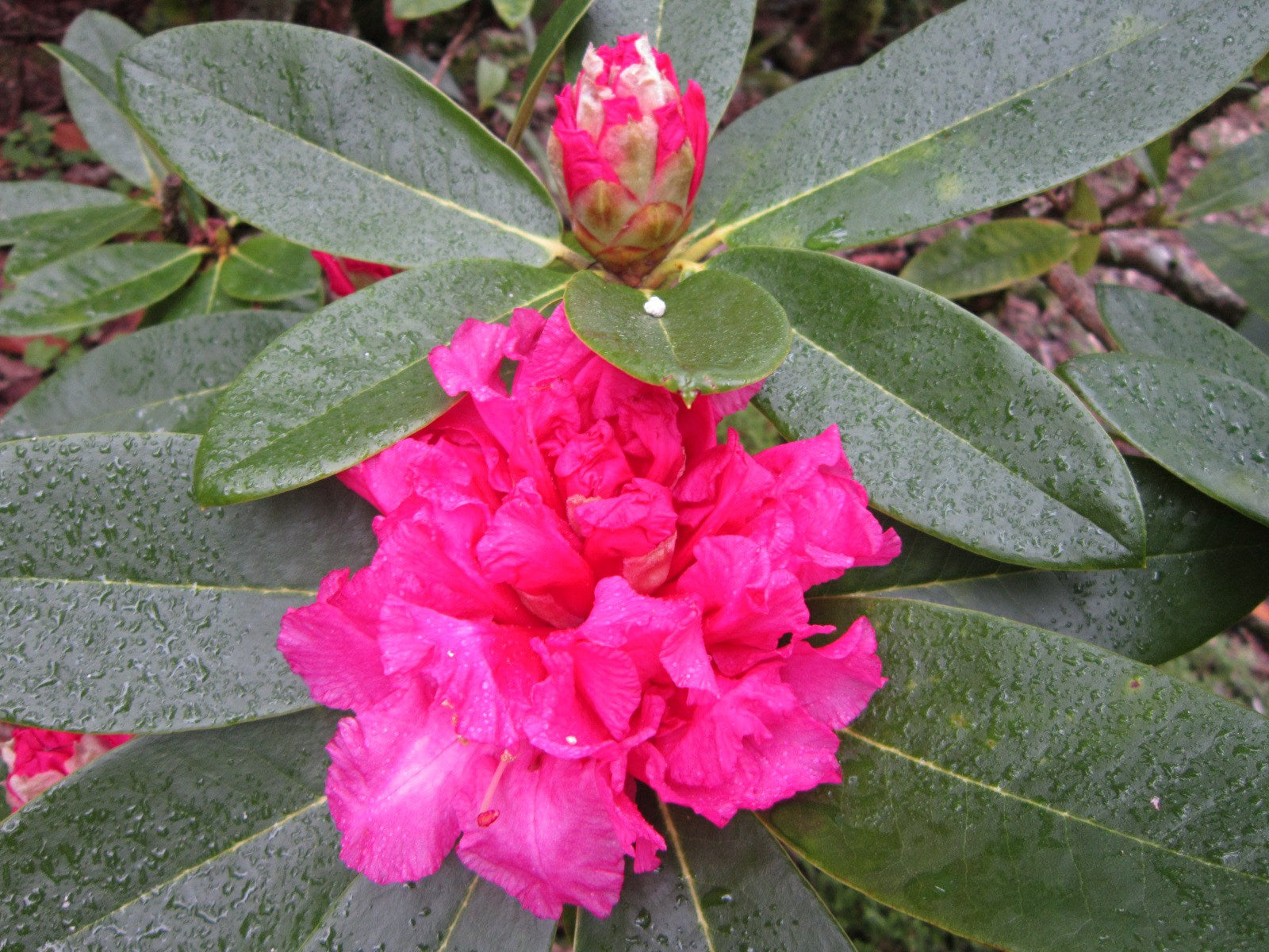 Rhododendron College Pink