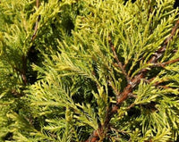 Chinese Juniper media Dandelight (Juniperus x) - Ladybird Nursery