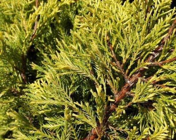 Chinese Juniper media Dandelight (Juniperus x) - Ladybird Nursery