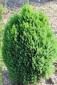 Arborvitae Meldensis (Thuja orientalis) - Ladybird Nursery