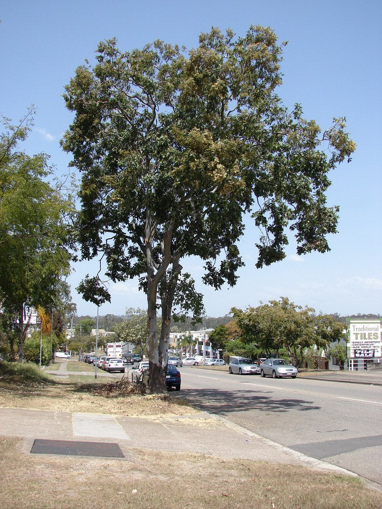 Cadaghi (Corymbia torelliana)