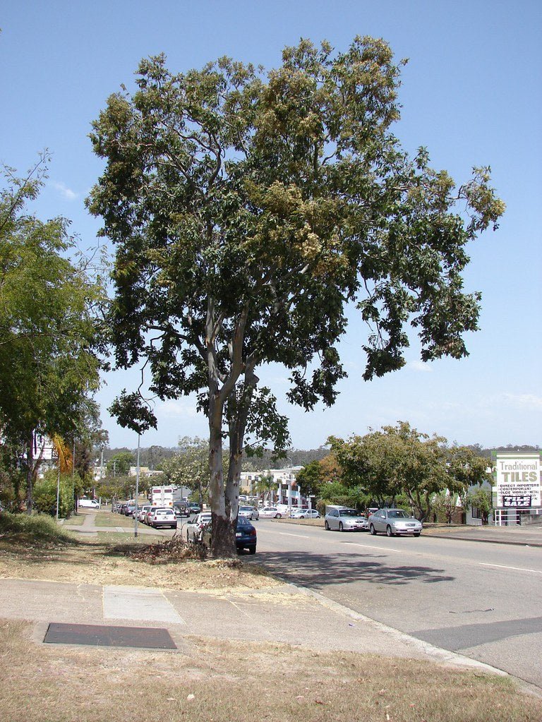 Cadaghi (Corymbia torelliana) - Ladybird Nursery