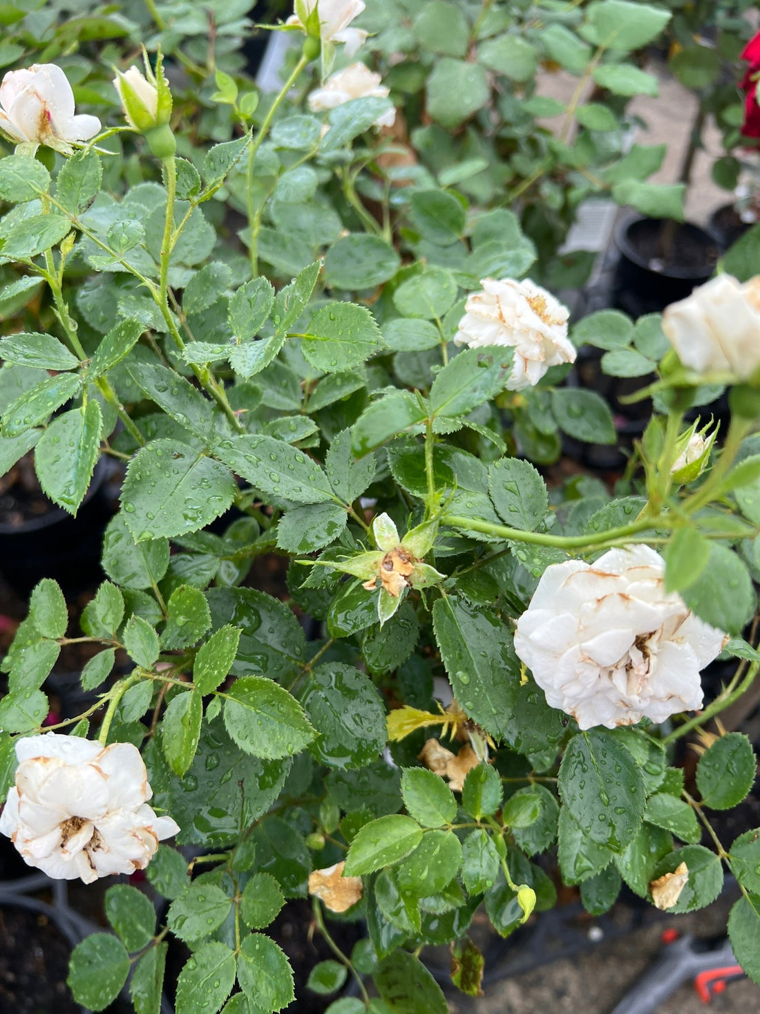 Rose ‘Aspirin Floribunda’ 2ft Standard - Ladybird Nursery
