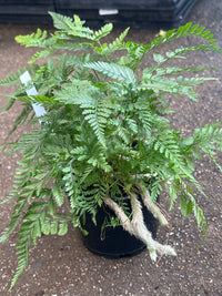 Silver Hare's Foot Fern (Humata) - Ladybird Nursery
