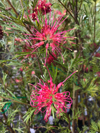 Grevillea 'Winpara Gem'